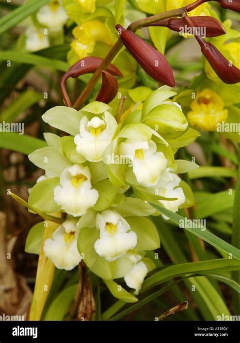 orchids garden, flowerage of Madeira Stock Photo - Alamy