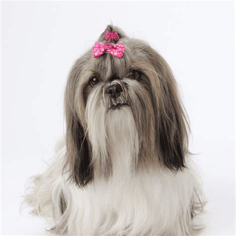 Shih Tzu - What Dog Breed