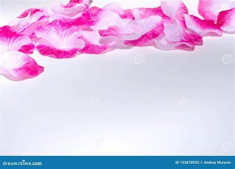 Rose petals stock photo. Image of romantic, love, nature - 153878592