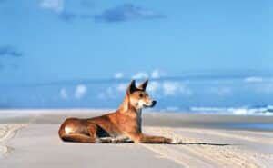 Fraser Island Wildlife | Wildlife Information | QLD Travel