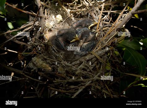 Northern mockingbird, nest hi-res stock photography and images - Alamy