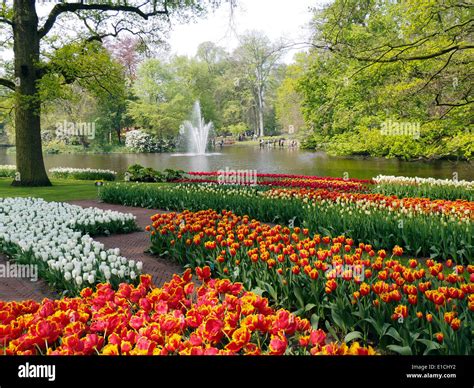 Keukenhof Gardens Pond Fountain and Multi colored Tulips Stock Photo ...