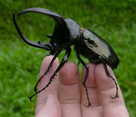 Three horned rhinoceros beetle - Alchetron, the free social encyclopedia