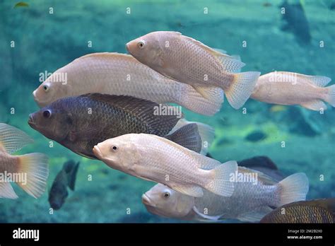 Lake Malawi Cichlids | Cichlidés du Lac Malawi 16/11/2017 Stock Photo ...