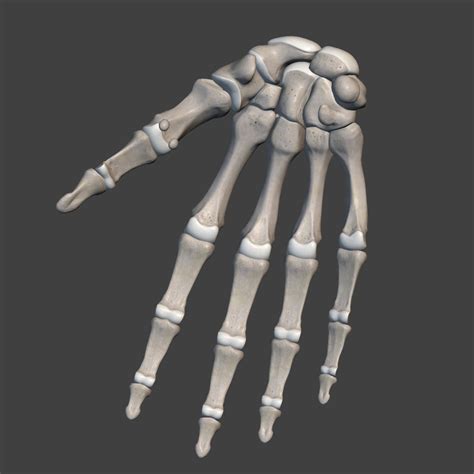 Hand,human,bones,skeleton,grey - free image from needpix.com