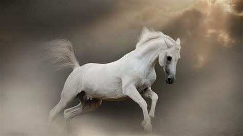 Good Names For White Horses: Mares, Stallions, And Geldings