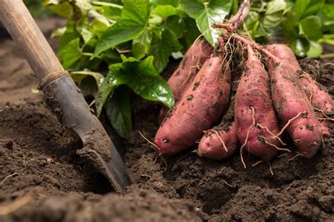 14 Best Sweet Potato Companion Plants {They're Amazing}