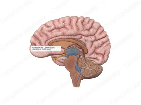 Hippocampal Commissure | Complete Anatomy