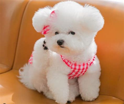 40+ Unique Bichon Frise Names