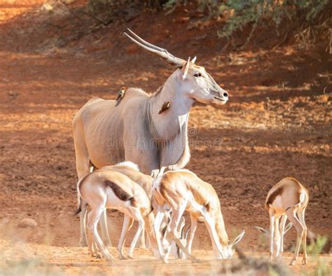 Eland Bull stock image. Image of birds, bovidae, bush - 138740709