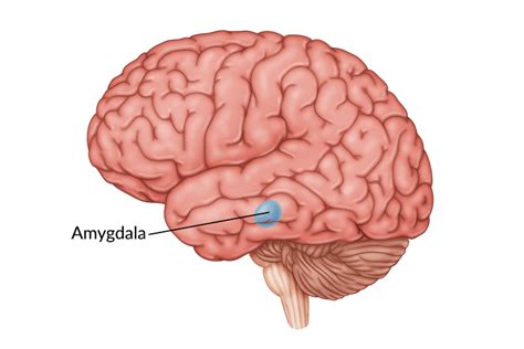 Damage to the Amygdala: Functions, Symptoms, & Treatment