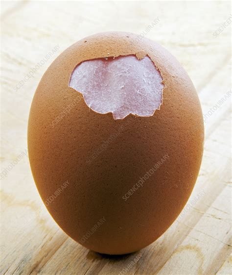 Egg showing membrane - Stock Image - C030/5447 - Science Photo Library