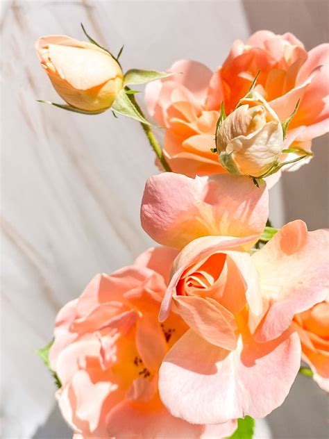 Peach Rose wallpaper | Pretty flowers, Peach roses, Rose wallpaper