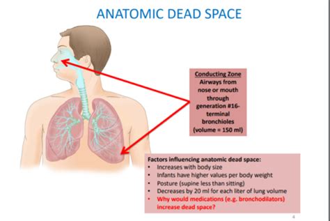 Alveolar Ventilation Flashcards | Quizlet