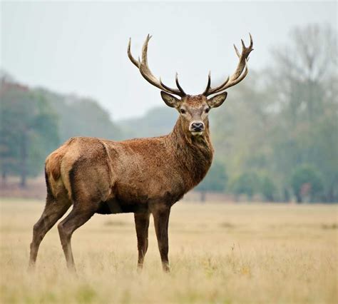 Red Deer in the Scottish Highlands: Where to Spot Them