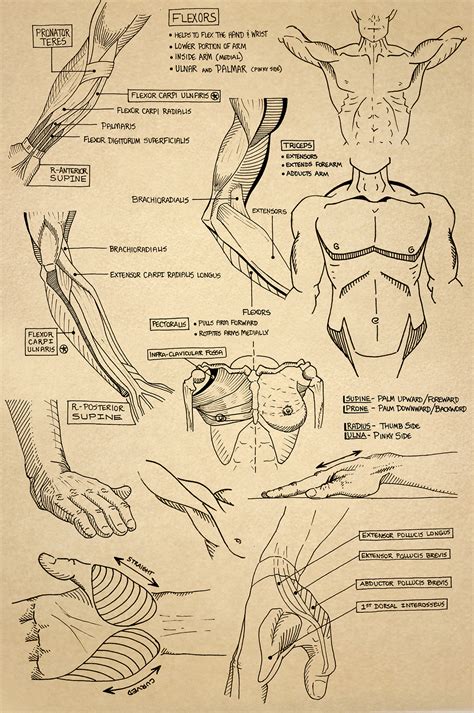 Anatomy Sketchbook on Behance