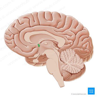 Anterior commissure: Anatomy and function | Kenhub