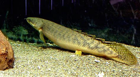 Polypterus Alias Ikan Naga | Budidaya Ikan | Ikan Hias | Resep Ikan ...