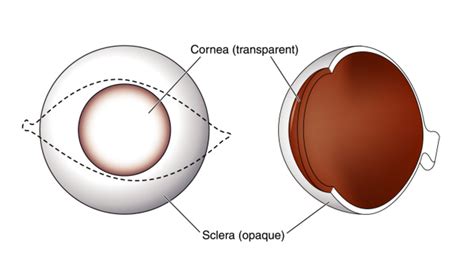 Sclera | Eye Patient