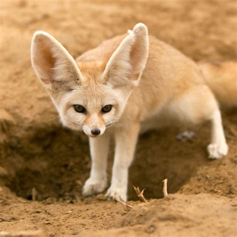 How To Buy A Fennec Fox - Theatrecouple12