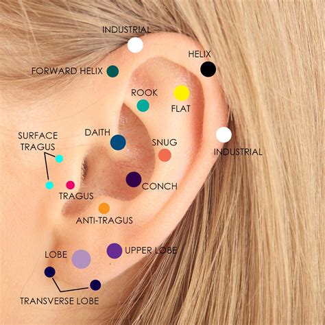 Ear Cartilage Diagram