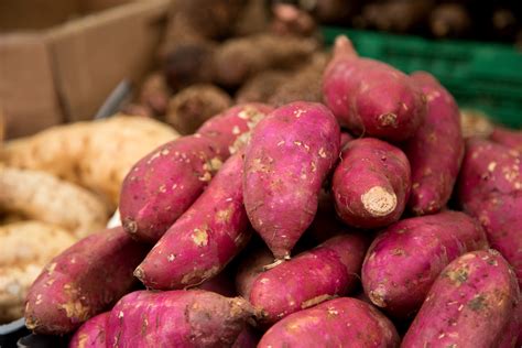 New Sweet Potato Varieties