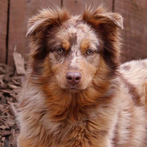 Brown Australian Shepherd Puppies