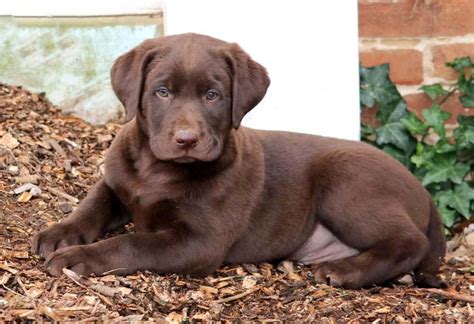 Chocolate Lab Puppies For Sale - Keystone Puppies