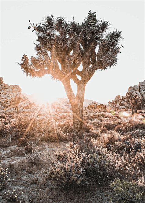 Desert Photography #4 Photograph by Desert Photography - Fine Art America