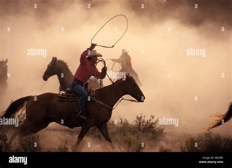 Cowboys Roping Horses Stock Photo: 2140084 - Alamy