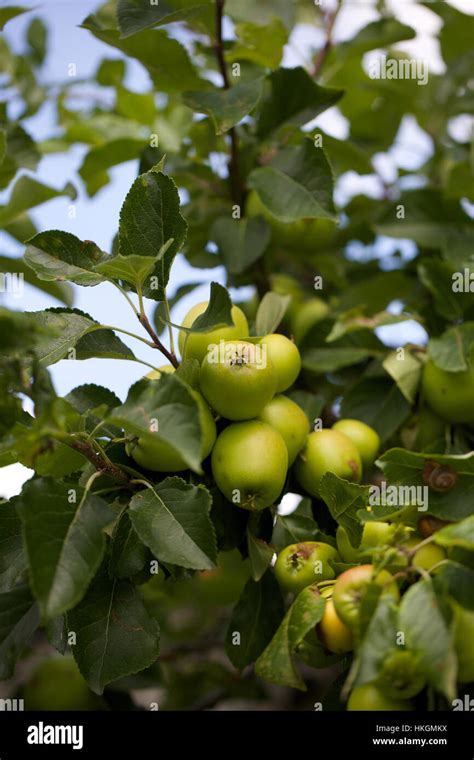 Apple tree leaves hi-res stock photography and images - Alamy