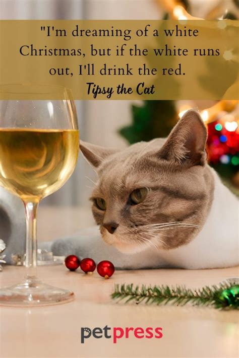 85 Funny Christmas Cat Quotes to Crack You Up This Holiday