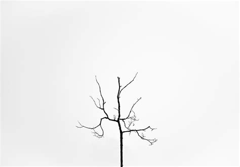 HD wallpaper: minimalist, photography, minimalism, tree, branch, plant ...