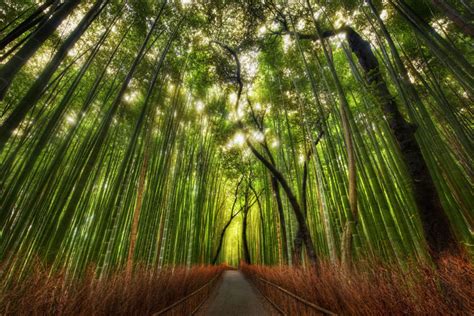 The Famous Bamboo Forest of Sagano » TwistedSifter