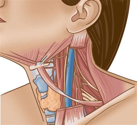 Learn About Primary Neck Cancer ‣ THANC Guide