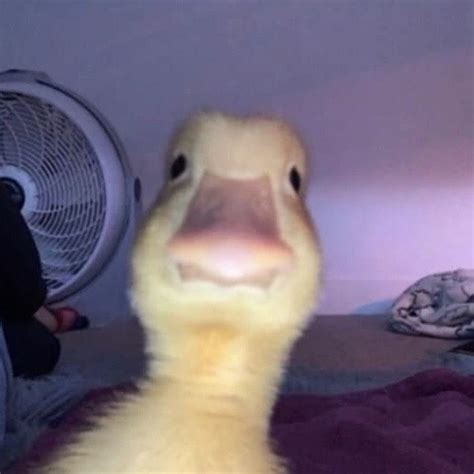 Funny Duck Meme Pfp - Debora Milke