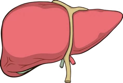 Liver Anatomy Healthy Human Vector, Anatomy, Healthy, Human PNG and ...