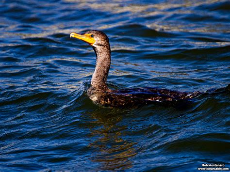 Waterborne Cormorant – Range Tracking