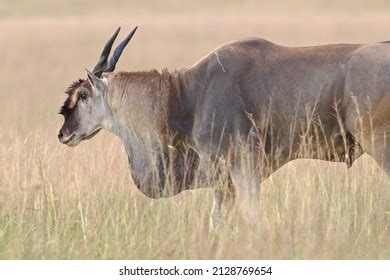 Eland Bull South Africa Stock Photo 2128769654 | Shutterstock