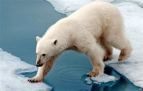 Albino polar bear- Polar Bear Liver facts