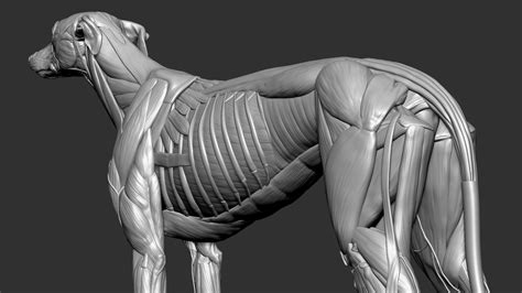 Dog muscles anatomy model - TurboSquid 1651540