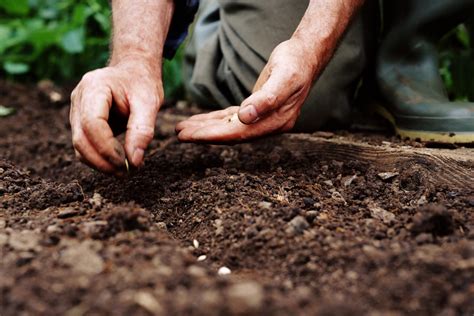 Determining the Proper Depth to Plant Seeds