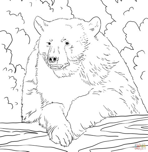 American Black Bear Coloring Page - Coloring Home