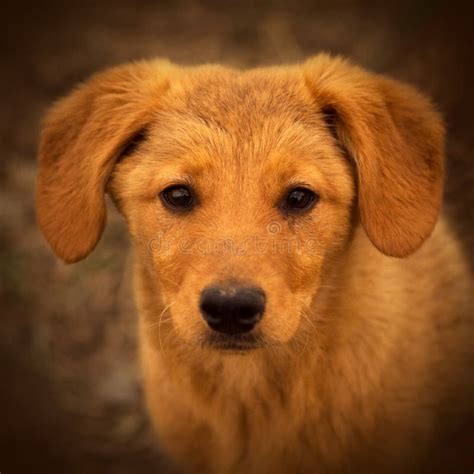 Cute brown puppy portrait stock image. Image of lovely - 118258595