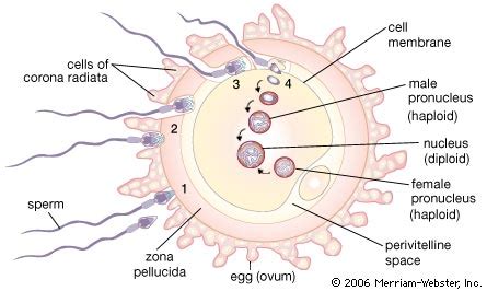 sahsrojas / human egg cell