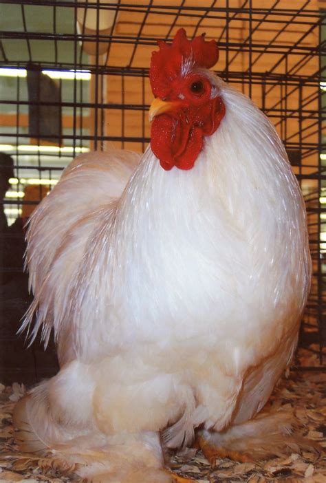 White Cochin Bantams - Chicks for Sale | Cackle Hatchery®