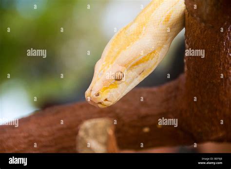 Burmese python ((Python molurus bivittatus Stock Photo - Alamy