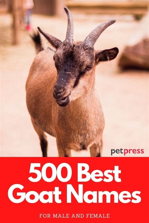 Goat Names: The 500 Most Popular Names for Goats