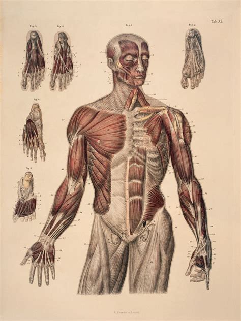 Male Body Muscle Anatomy