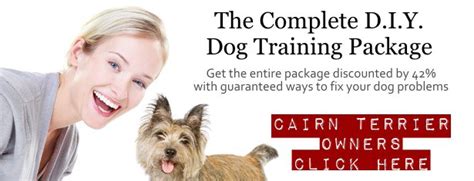 Cairn Terrier Grooming Tips and Techniques - Sharda'sDog World